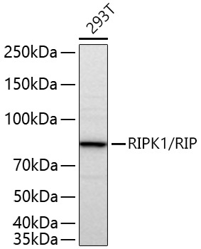 RIPK1/RIP Rabbit Polyclonal Antibody