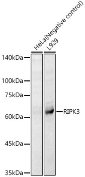 RIPK3 Rabbit Polyclonal Antibody