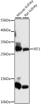 RIT1 Rabbit Polyclonal Antibody