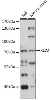 RLIM Rabbit Polyclonal Antibody