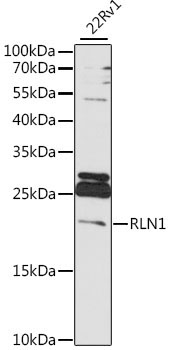 RLN1 Rabbit Polyclonal Antibody