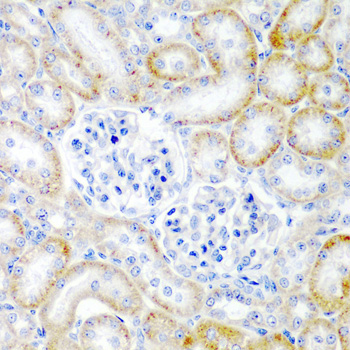 RLN2 Rabbit Polyclonal Antibody - Image 2
