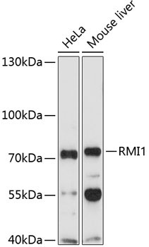 RMI1 Rabbit Polyclonal Antibody
