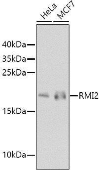 RMI2 Rabbit Polyclonal Antibody