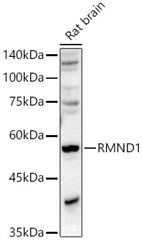 RMND1 Rabbit Polyclonal Antibody