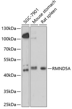 RMND5A Rabbit Polyclonal Antibody