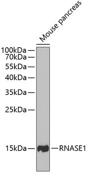 RNASE1 Rabbit Polyclonal Antibody