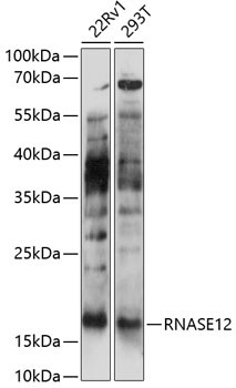 RNASE12 Rabbit Polyclonal Antibody