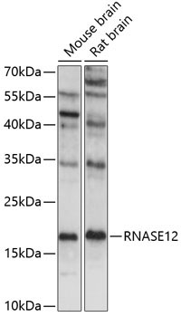 RNASE12 Rabbit Polyclonal Antibody