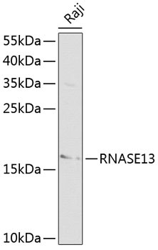 RNASE13 Rabbit Polyclonal Antibody