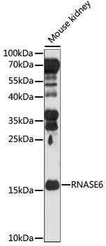 RNASE6 Rabbit Polyclonal Antibody