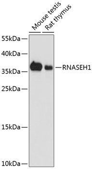 RNASEH1 Rabbit Polyclonal Antibody