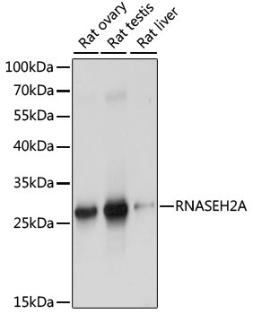 RNASEH2A Rabbit Polyclonal Antibody