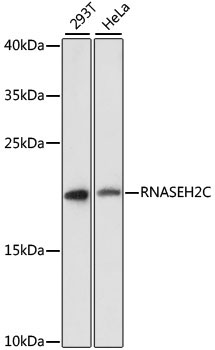 RNASEH2C Rabbit Polyclonal Antibody