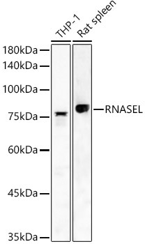 RNASEL Rabbit Polyclonal Antibody