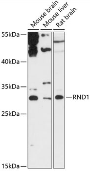 RND1 Rabbit Polyclonal Antibody