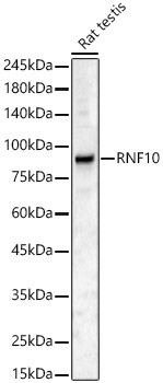 RNF10 Rabbit Polyclonal Antibody