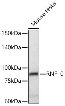 RNF10 Rabbit Polyclonal Antibody - Image 2