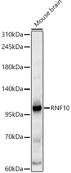 RNF10 Rabbit Polyclonal Antibody
