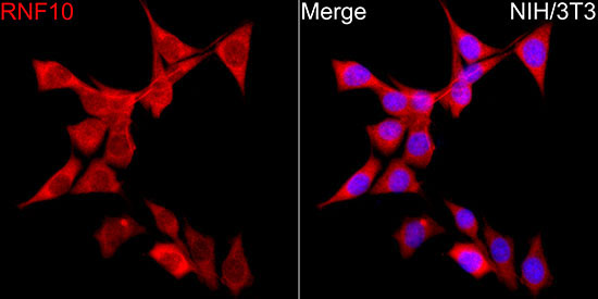 RNF10 Rabbit Polyclonal Antibody - Image 4