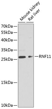RNF11 Rabbit Polyclonal Antibody
