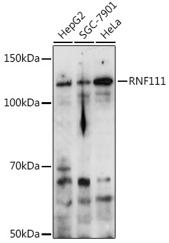 RNF111 Rabbit Polyclonal Antibody