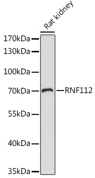 RNF112 Rabbit Polyclonal Antibody