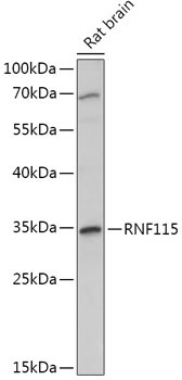 RNF115 Rabbit Polyclonal Antibody