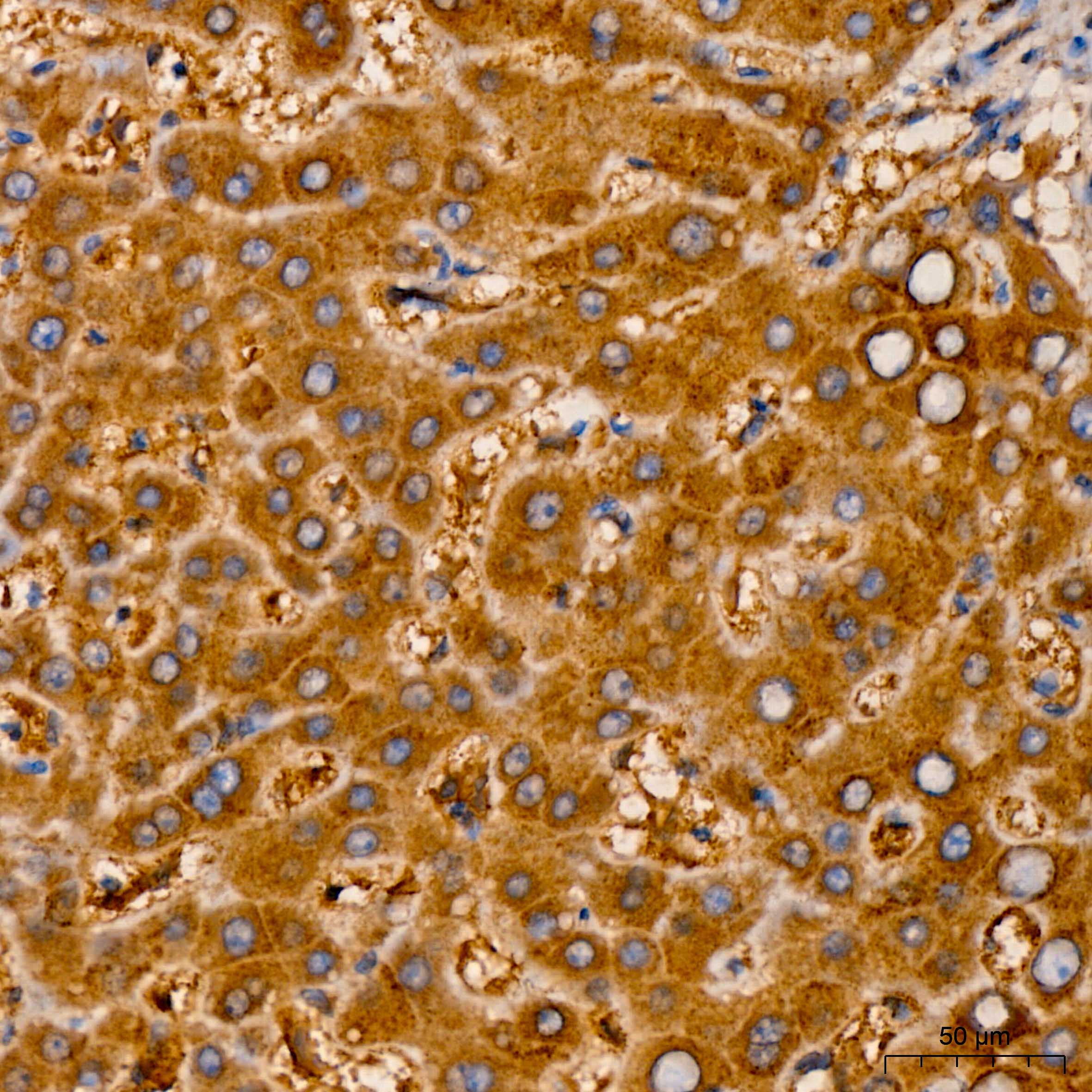 RNF126 Rabbit Polyclonal Antibody - Image 2