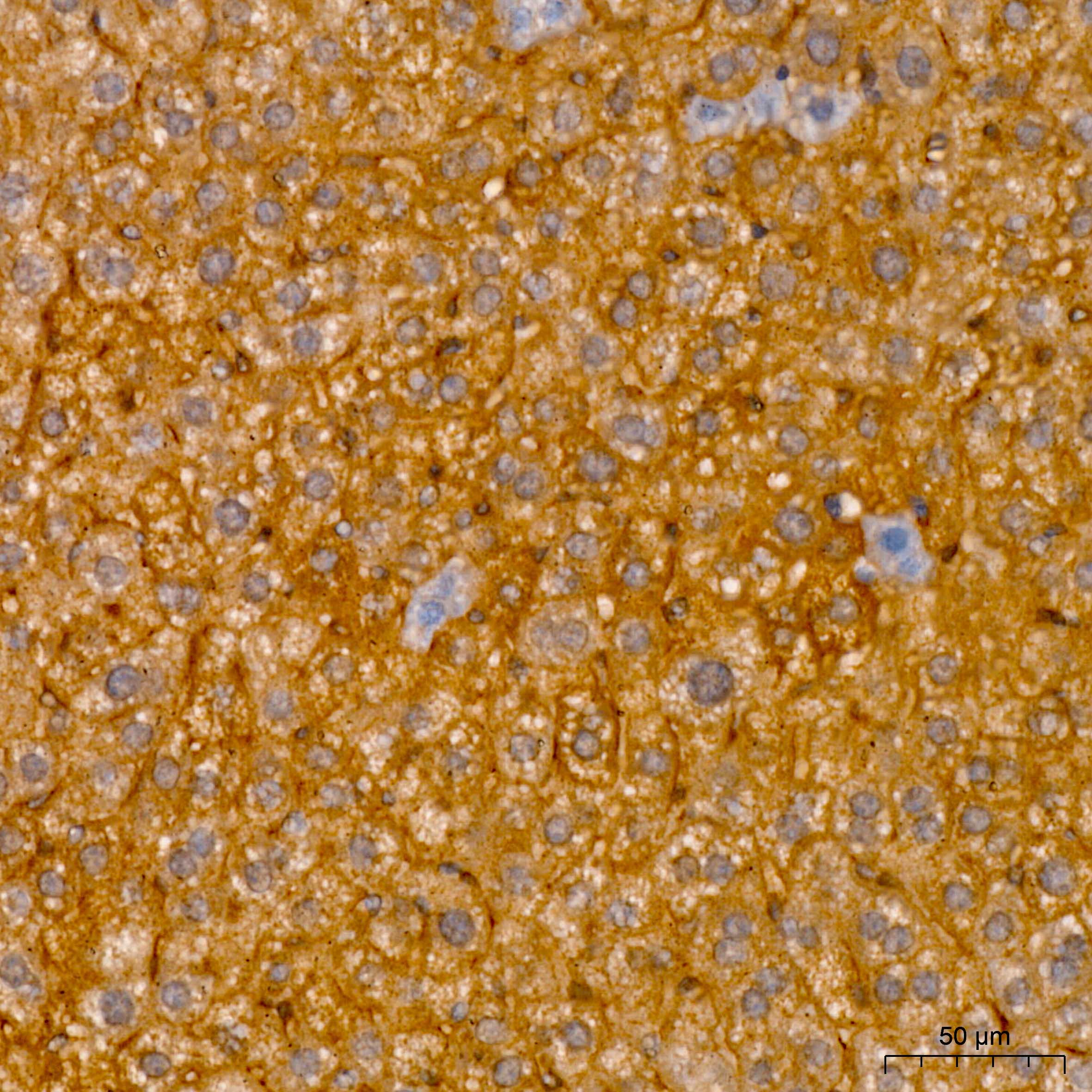 RNF126 Rabbit Polyclonal Antibody - Image 3