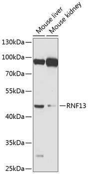 RNF13 Rabbit Polyclonal Antibody