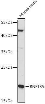 RNF185 Rabbit Polyclonal Antibody