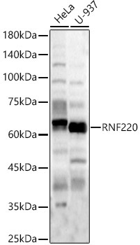 RNF220 Rabbit Polyclonal Antibody
