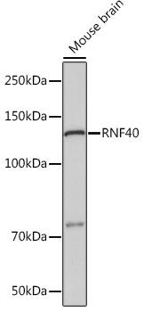 RNF40 Rabbit Monoclonal Antibody - Image 2