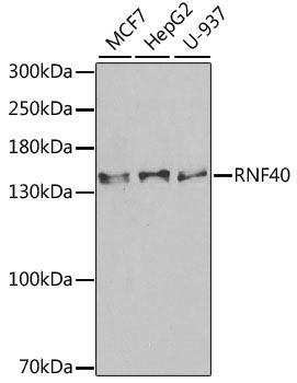 RNF40 Rabbit Polyclonal Antibody