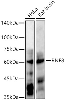 RNF8 Rabbit Polyclonal Antibody