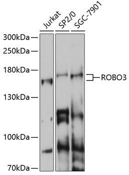 ROBO3 Rabbit Polyclonal Antibody
