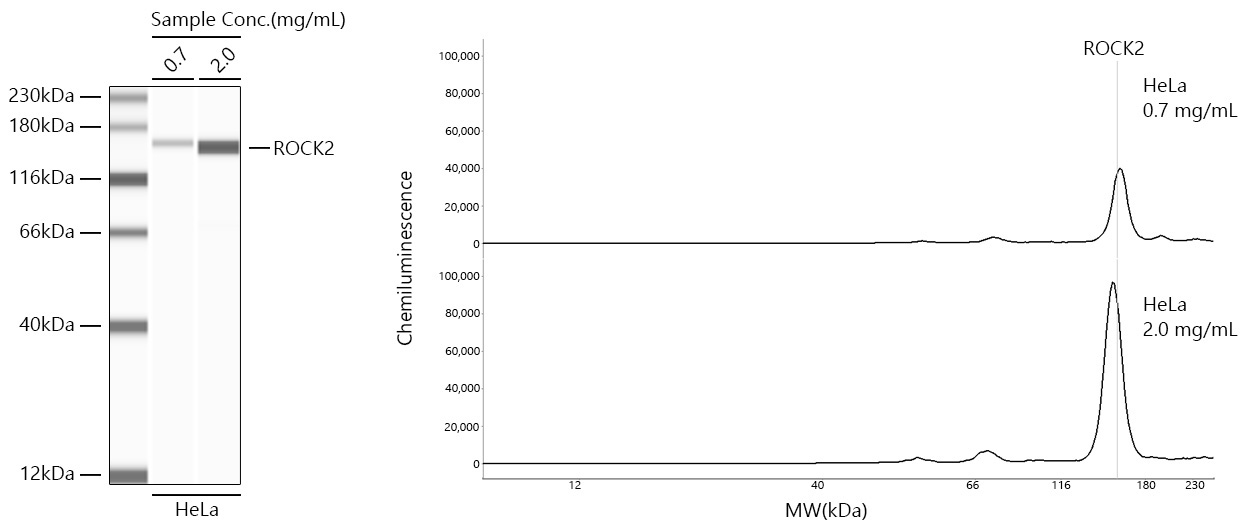 ROCK2 Rabbit Monoclonal Antibody