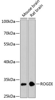ROGDI Rabbit Polyclonal Antibody