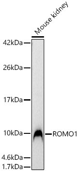 ROMO1 Rabbit Polyclonal Antibody