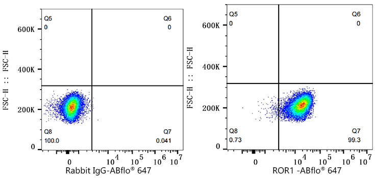 ROR1 Rabbit Monoclonal Antibody - Image 2