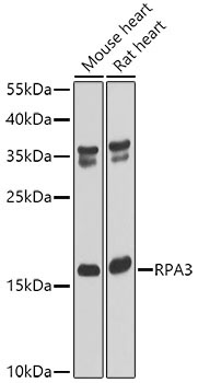 RPA3 Rabbit Polyclonal Antibody
