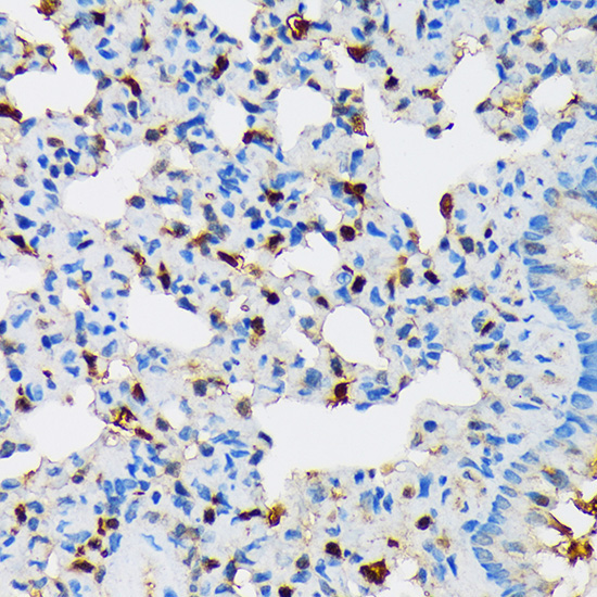 RPB3/POLR2C Rabbit Monoclonal Antibody - Image 2