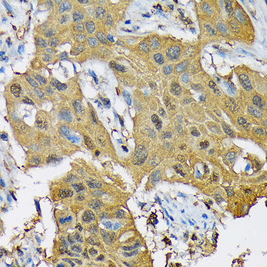 RPB3/POLR2C Rabbit Monoclonal Antibody - Image 3
