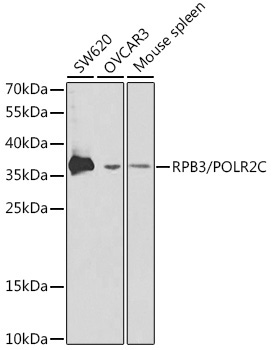 RPB3/POLR2C Rabbit Polyclonal Antibody