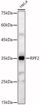RPF2 Rabbit Polyclonal Antibody
