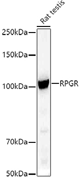 RPGR Rabbit Polyclonal Antibody