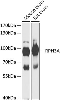 RPH3A Rabbit Polyclonal Antibody