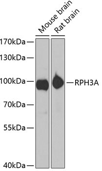 RPH3A Rabbit Polyclonal Antibody
