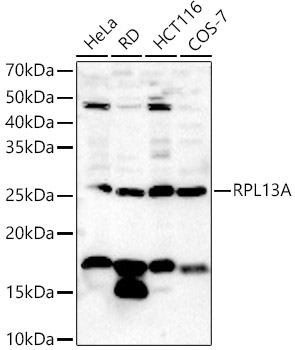 RPL13A Rabbit Polyclonal Antibody
